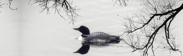 Echo Lake Technologies helps small companies and startups create apps using Lean Startup principles and full-stack development.